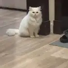 قط لتنبني الرجاء التواصل معي لتبنيه