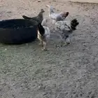 للبيع دواجن
