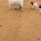 عنز بورقت بيور متوم تممم البيع