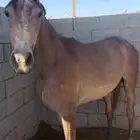 مواشي