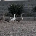 وز عراقي منتج