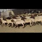 جذعات نعيم فاخره .