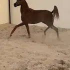 مهره واهو جمال للبيع