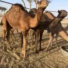 حشو حمر العدد 5