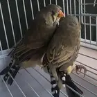 جوز زيبرا انقلش انقليزي حجم