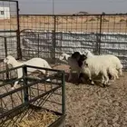 بهم حري ونعيمي