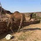 ظهران الجنوب