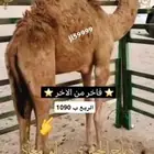 حوار فاخر من الاخر