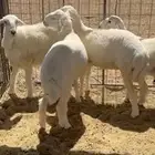 طليان