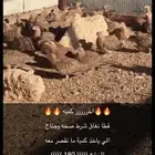 قطا نغاق برخص سعر