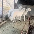 خرفان نظاف وسمان