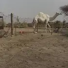 بكره وضحاء