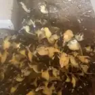 للبيع بح صوص 40 جوز تقريبا  العمر من 10 الى 12 يوم على السوم