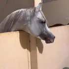 الحصان حار و دمه قوي جدا