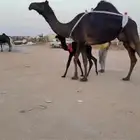 خلفات منايح طيبه  حليب وهداوه
