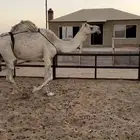 خفوت شقحى تو معزول ولدها طيبه