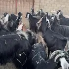 للبيع معزاء عوارض متابيع ودفيع مراح واحد