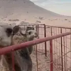 8 حشوان للبيع