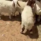نعيم