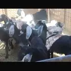 جفار وتيوس العدد 11 الجاد التواصل ع الرقم والواتس