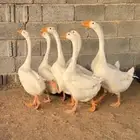 وز بلغاري