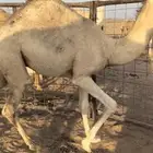 قعود قصب