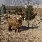 تيس فحل أصفر جذع