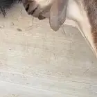 طليان سواكن صنف مشاريع فحول فواخر