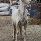 خروف مشرووع