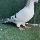 3 حبات زاجل اخوان