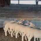 رخال صنف
