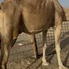 ناقة مبيوع ولدها سمين