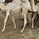 للبيع حيران فاخره