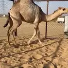 قعود مغلق كفو للبيع