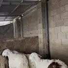 ذبايح اضاحي الخرج
