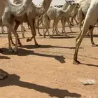 ذود للبيع