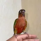 فرخ كنيور يلو سياد رد فيس