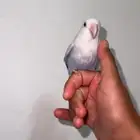 طير روز هدد خارجي