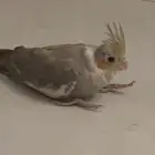 طير كروان