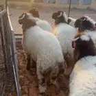 طليان نعيم فاخره