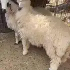 طليان فاخره جبر