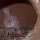 فروخ روز البينو