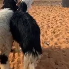 خرفان