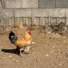 ديك بلدي لون مميز