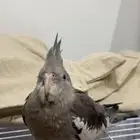 طير كروان هولندي رمادي غامق ضايع