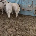 طليان طيبة