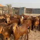 اضاحي سواكني