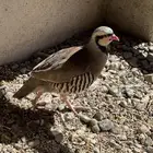 حجل اليف ومنتج شرط