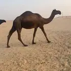 للبيع عشرا طيبه
