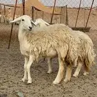 غنم حرية رخال حررش منوة القناي 53 تحتها 1